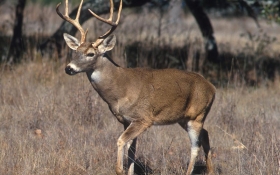 White-Tailed Deer