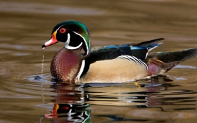 North American Wood Duck