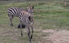 Common Zebra