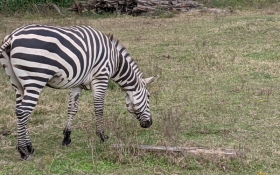 Common Zebra