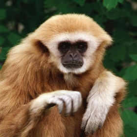 White-Handed Gibbon