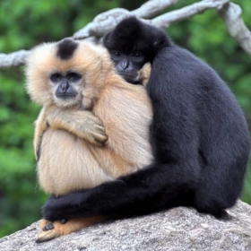 White-Handed Gibbon